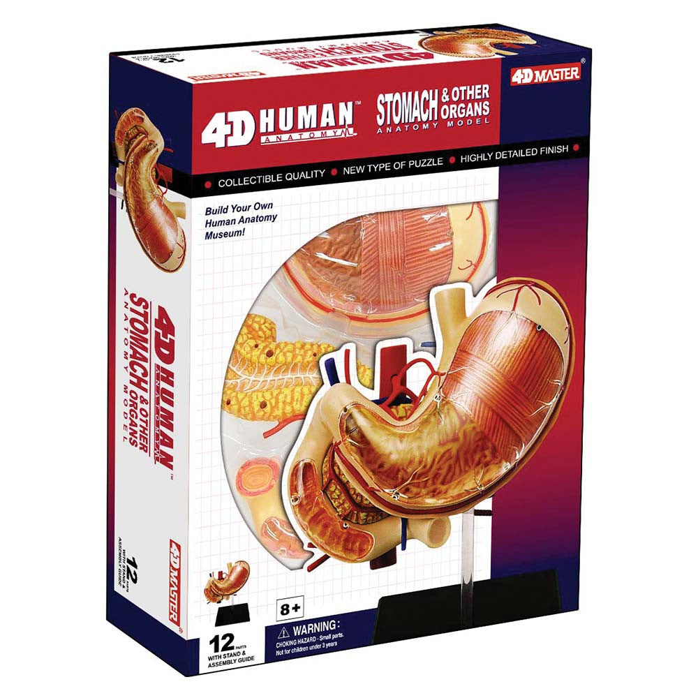 4D Human Anatomy Stomach & Other Organs / 4D Master