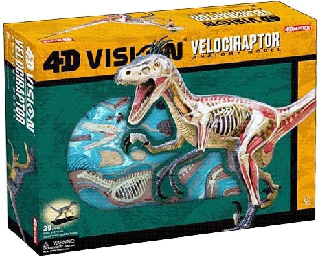4D Vision Velociraptor Anatomy Model / 4D Master