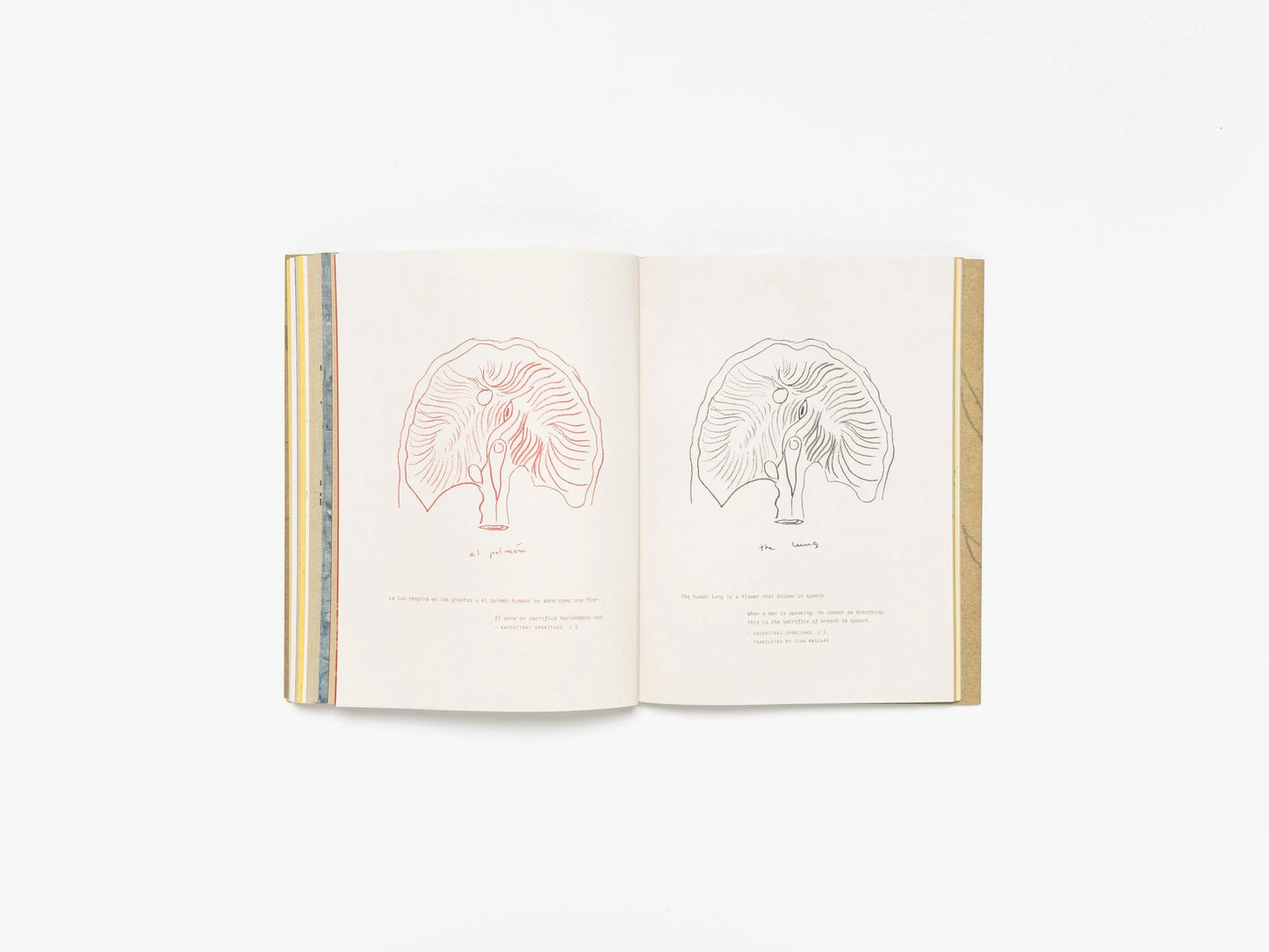 Cecilia Vicuña: Deer Book/Libro Venado