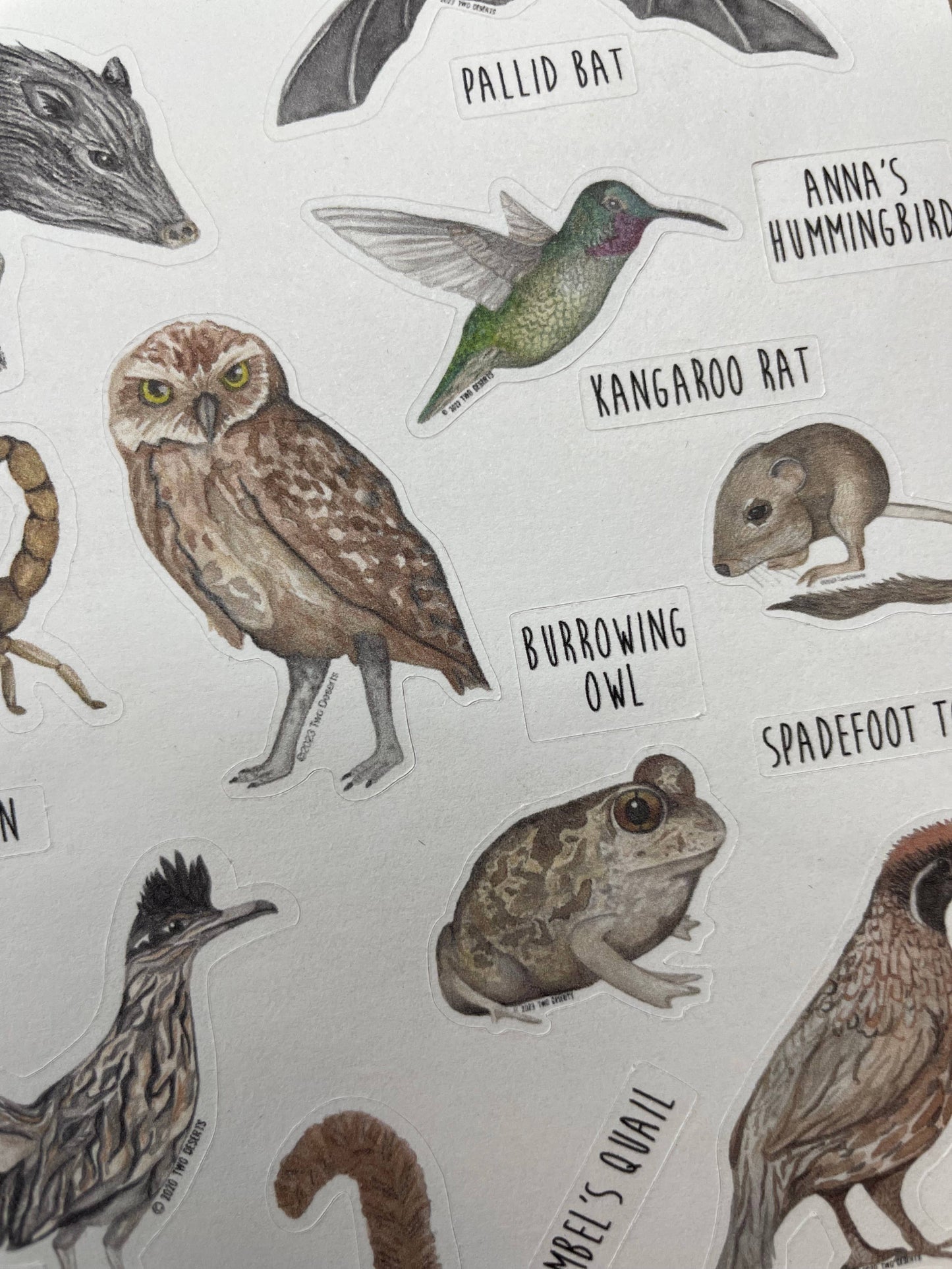 Animal Stickers - Desert Wildlife - Paper Sticker Sheet