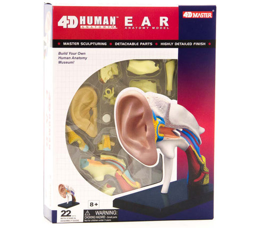 4D Human Anatomy Ear Model / 4D Master