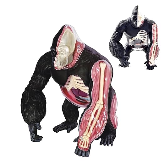 4D Vision Gorilla Anatomy Model / 4D Vision