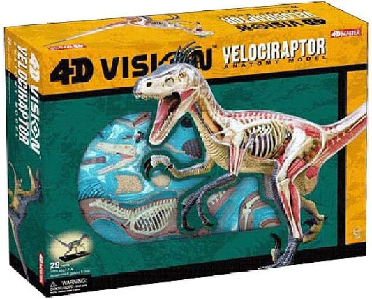 4D Vision Velociraptor Anatomy Model / 4D Master