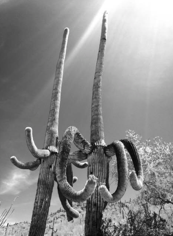 Sonora Photography Fine Art Greeting Cards (M. Giscombe)