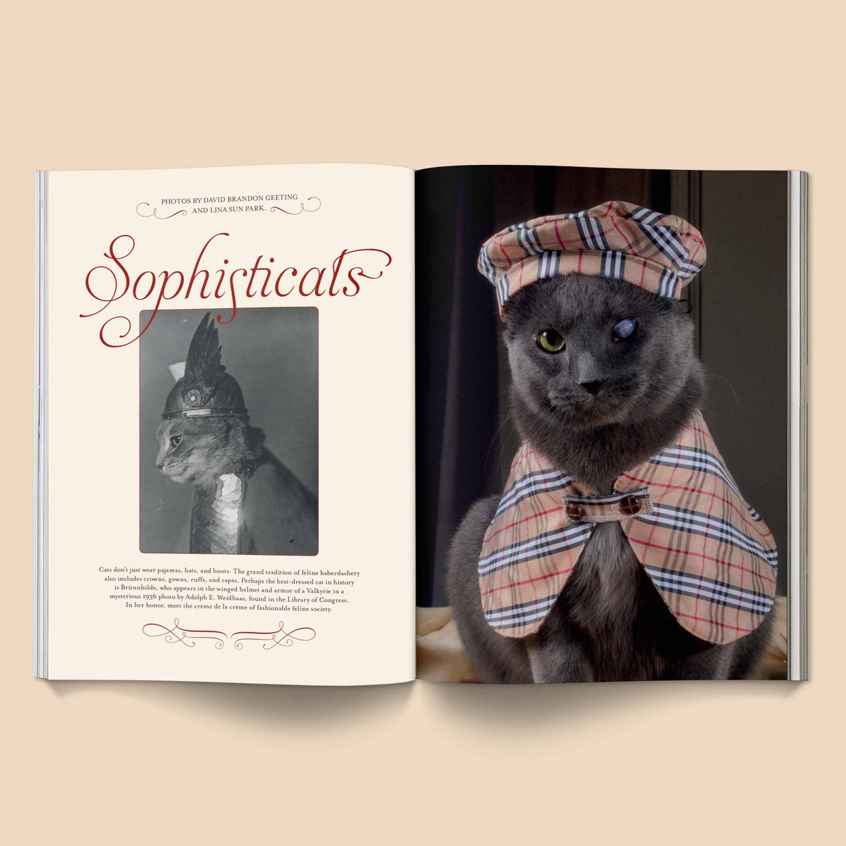 Catnip Magazine: A Magazine for Cat People / Vol 1