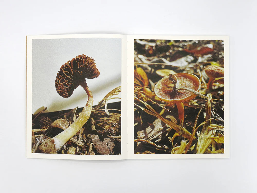 Fruiting Bodies / Ying Ang