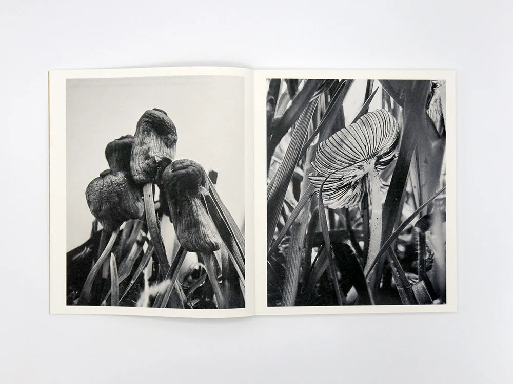 Fruiting Bodies / Ying Ang