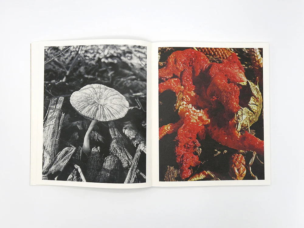 Fruiting Bodies / Ying Ang