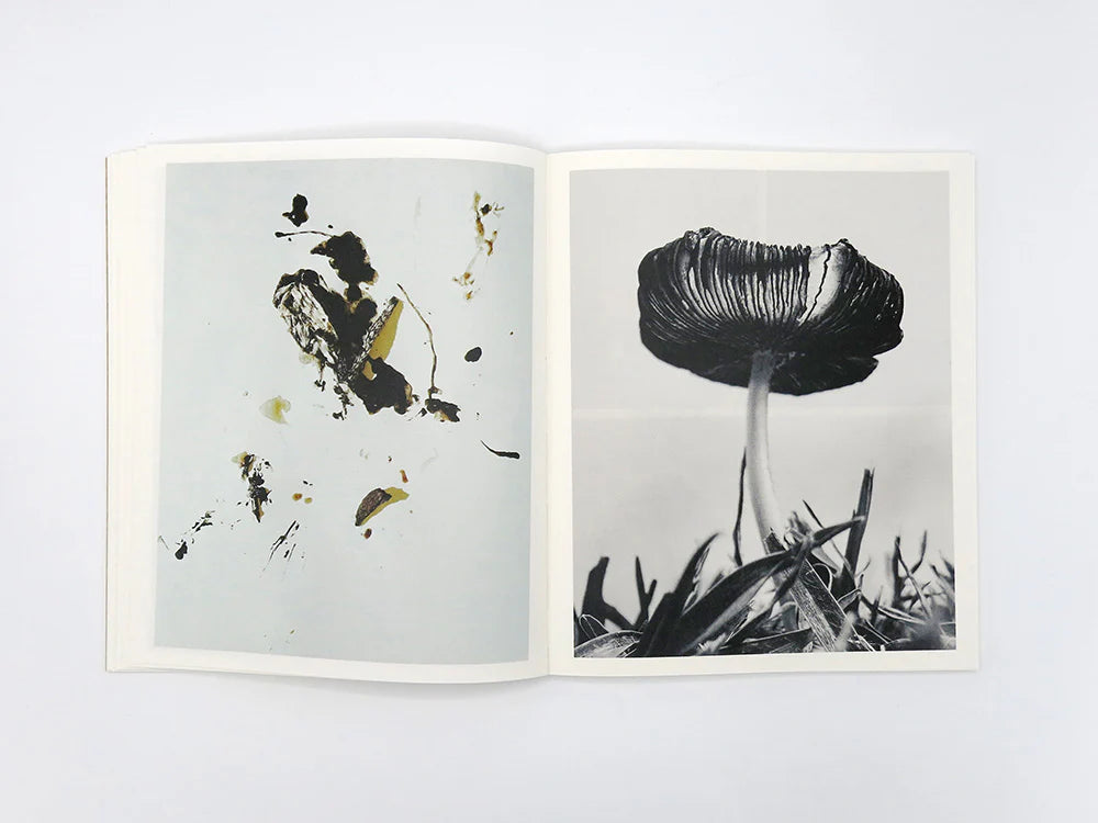 Fruiting Bodies / Ying Ang