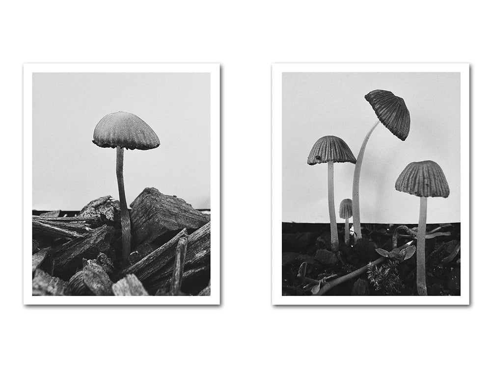 Fruiting Bodies / Ying Ang