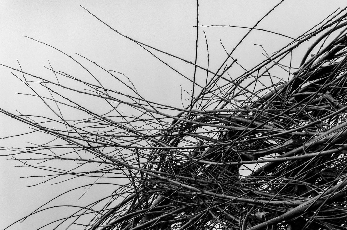 Patrick Dougherty | James Florio: Sticks
